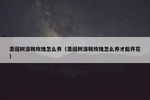 圣诞树涂鸦玫瑰怎么养（圣诞树涂鸦玫瑰怎么养才能开花）