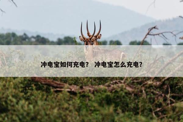 冲电宝如何充电？ 冲电宝怎么充电？