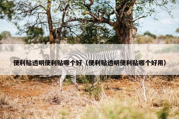 便利贴透明便利贴哪个好（便利贴透明便利贴哪个好用）