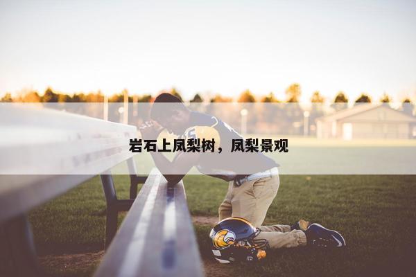 岩石上凤梨树，凤梨景观