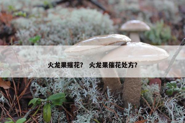 火龙果摧花？ 火龙果催花处方？