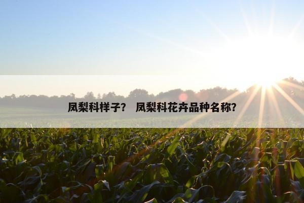 凤梨科样子? 凤梨科花卉品种名称? 凤梨科样子? 凤梨科花卉品种名称?