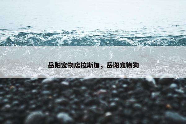 岳阳宠物店拉斯加,岳阳宠物狗 岳阳宠物店拉斯加,岳阳宠物狗