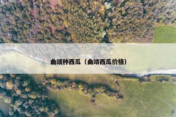 曲靖种西瓜（曲靖西瓜价格）