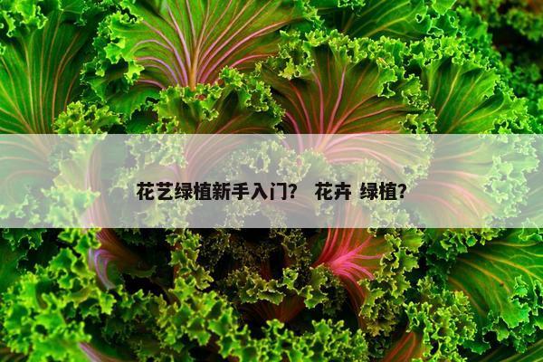 花艺绿植新手入门? 花卉 绿植? 花艺绿植新手入门? 花卉 绿植?