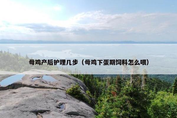 母鸡产后护理几步（母鸡下蛋期饲料怎么喂）