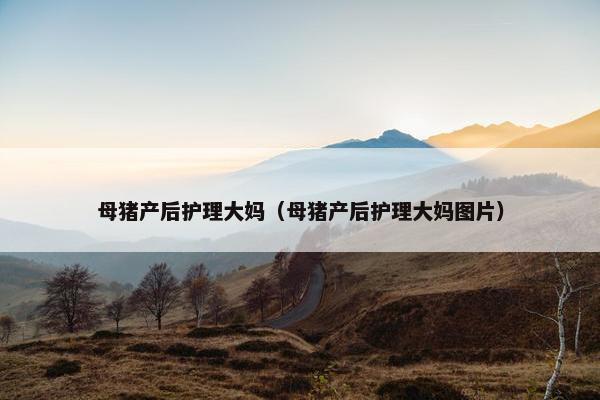 母猪产后护理大妈（母猪产后护理大妈图片）