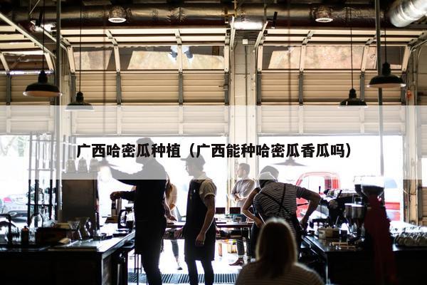 广西哈密瓜种植（广西能种哈密瓜香瓜吗）