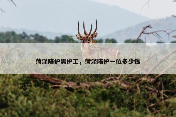 菏泽陪护男护工,菏泽陪护一位多少钱 菏泽陪护男护工,菏泽陪护一位多少钱