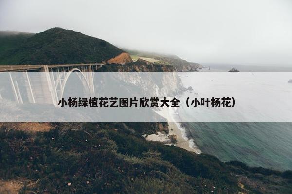 小杨绿植花艺图片欣赏大全（小叶杨花）
