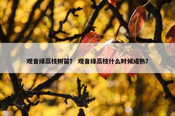 观音绿荔枝树苗？ 观音绿荔枝什么时候成熟？