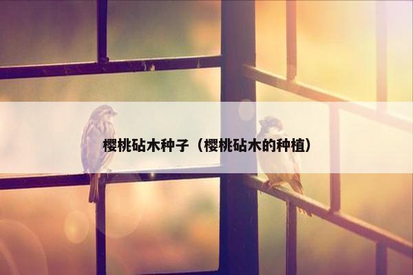 樱桃砧木种子（樱桃砧木的种植）