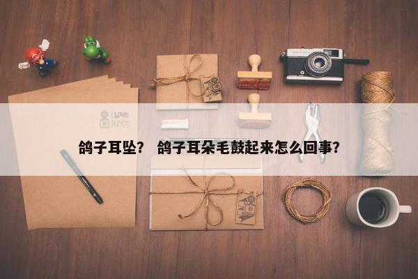 鸽子耳坠？ 鸽子耳朵毛鼓起来怎么回事？