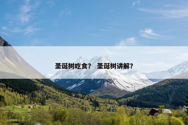 圣诞树吃食？ 圣诞树讲解？