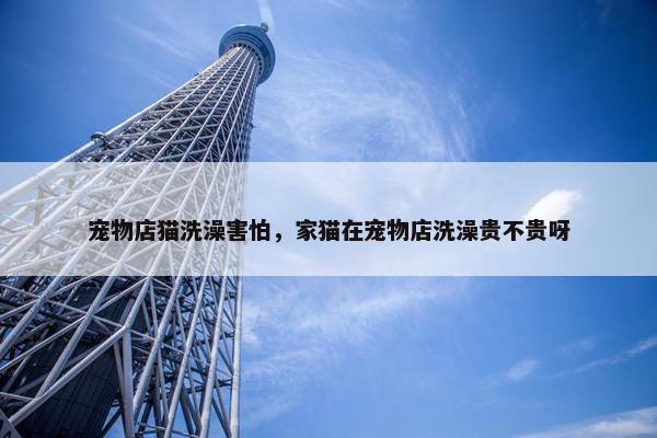 宠物店猫洗澡害怕，家猫在宠物店洗澡贵不贵呀