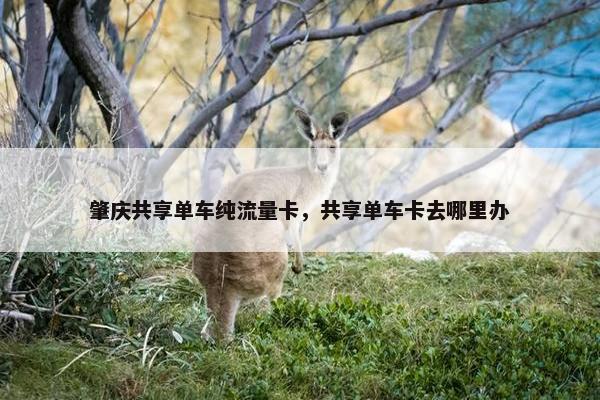 肇庆共享单车纯流量卡，共享单车卡去哪里办