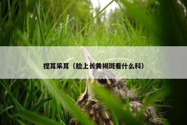 捏耳采耳（脸上长黄褐斑看什么科）