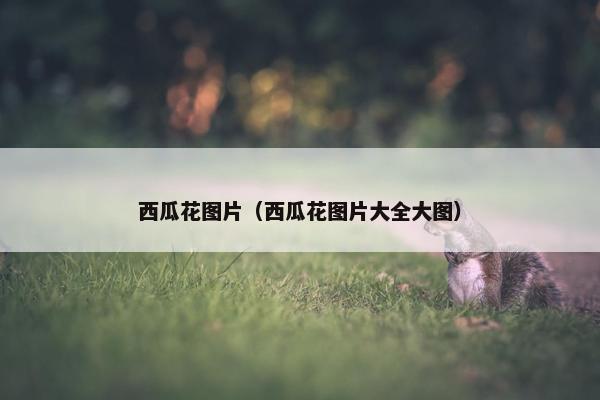 西瓜花图片（西瓜花图片大全大图）