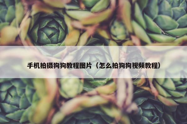 手机拍摄狗狗教程图片（怎么拍狗狗视频教程）