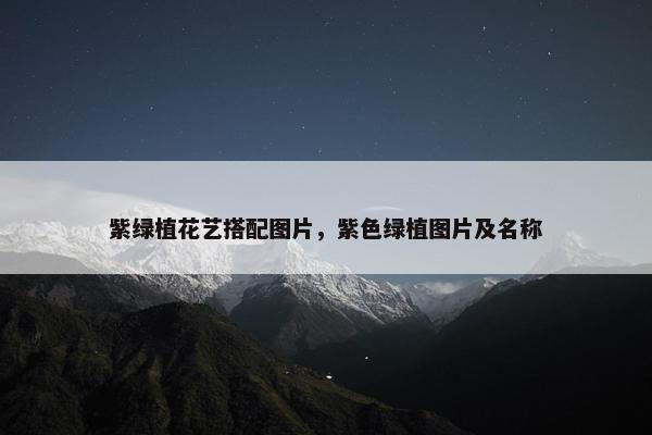 紫绿植花艺搭配图片，紫色绿植图片及名称