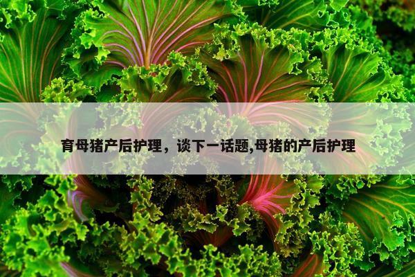育母猪产后护理，谈下一话题,母猪的产后护理