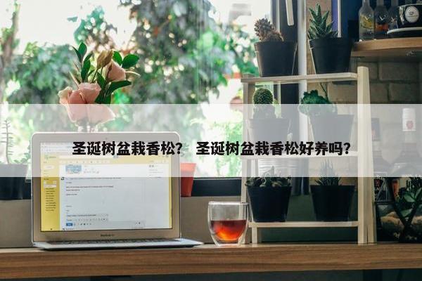 圣诞树盆栽香松？ 圣诞树盆栽香松好养吗？