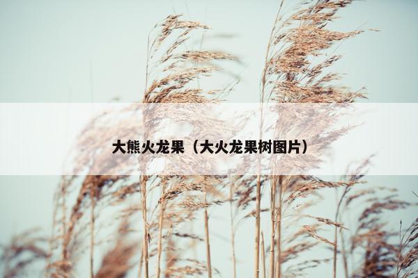 大熊火龙果（大火龙果树图片）