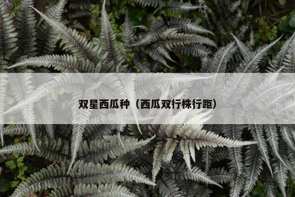 双星西瓜种（西瓜双行株行距）