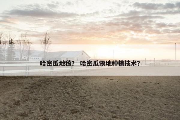哈密瓜地毯？ 哈密瓜露地种植技术？